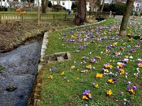 Krokusse am Schlewecker Dorfteich 01  Bunt leuchtende Krokusse blühen gegenwärtig am Schlewecker Dorfteich in Bad Harzburg. An dieser Stelle fließt das vom Mühlengraben teilweise in den Dorfteich abgeleitete Wasser in sein Bachbett zurück und nimmt das Wasser der Kalten Quelle auf. An der Schlewecker Kirche mündet der Mühlenbach in die Gläsecke.
